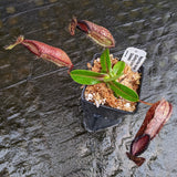 Nepenthes hamata, Gunung Lumut Wistuba