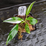 Philodendron 'White Princess'