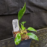 Philodendron 'White Princess'