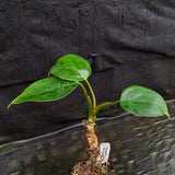 Philodendron 'White Princess'