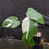 Philodendron 'White Princess'