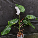 Philodendron 'White Princess'