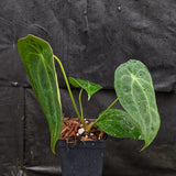 Anthurium forgetii 'Dark' x peltigerum, CAR-0327