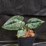 Anthurium crystallinum Dark x Indo Hoffmannii, CAR-0283