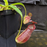 Nepenthes spathulata x gymnamphora