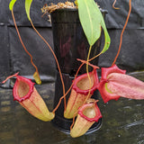 Nepenthes ventricosa "Denver" x flava #16, CAR-0329