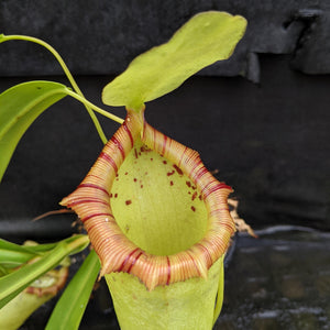 Nepenthes ventricosa "Denver" x flava #16, CAR-0329