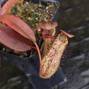 Nepenthes ventricosa "Denver" x spectabilis Pangulubao, CAR-0330