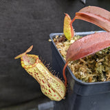 Nepenthes ventricosa "Denver" x spectabilis Pangulubao, CAR-0330