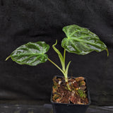 Philodendron verrucosum "Ecuagenera 2"