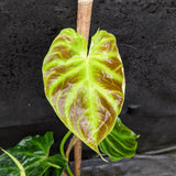 Philodendron verrucosum "Ecuagenera 2"