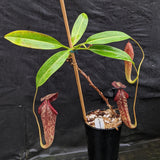 Nepenthes Rokko "Exotica" x boschiana - Exact Plant 05/14/23