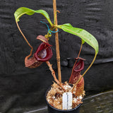 Nepenthes Rokko "Exotica" x boschiana - Exact Plant 05/14/23