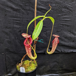 Nepenthes Rokko "Exotica" x boschiana - Exact Plant 05/14/23