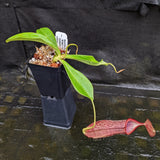 Nepenthes [(spathulata x spectabilis "BE Best") x (lowii x veitchii)] x (bicalcarata x campanulata), CAR-0331