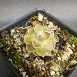 Pinguicula ehlersiae 'Victoria' Butterwort Tissue Culture Flask