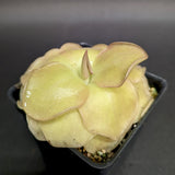 Pinguicula 'John Rizzi' Butterwort