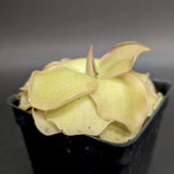 Pinguicula 'John Rizzi' Butterwort