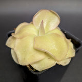 Pinguicula 'John Rizzi' mexican butterwort, Butterwort, carnivorous plant, gnat eating plant, beginner plant, fungus gnat eating plant, easy to grow, ping, Mexican butterwort, ping plant.