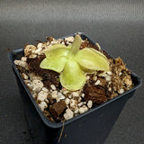 Pinguicula 'John Rizzi' mexican butterwort, Butterwort, carnivorous plant, gnat eating plant, beginner plant, fungus gnat eating plant, easy to grow, ping, Mexican butterwort, ping plant.