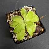 Pinguicula 'Golden Eye' Butterwort