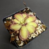 Pinguicula laueana CP2 x emarginata Butterwort