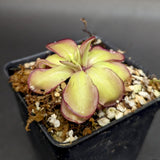 Pinguicula laueana CP2 x emarginata Butterwort