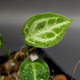 Anthurium Silver Blush x Michelle