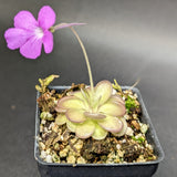 Pinguicula hemiepiphytica x cyclosecta Butterwort