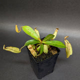 Nepenthes rafflesiana x mollis, CAR-0216