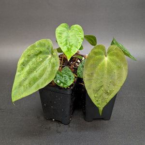 Anthurium Raven's Heart (Papillilaminum x Ace of Spades dark form), CAR-0333