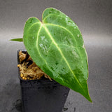 Anthurium magnificum x sp. Nov. Darien (bessae aff), CAR-0335