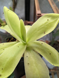 Pinguicula gigantea butterwort plant