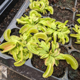 Venus Flytrap- Dionaea muscipula "Alien" Wholesale