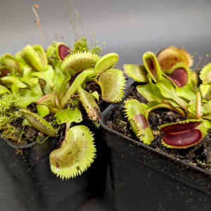 Venus Flytrap-Dionaea muscipula "Scarlantine"