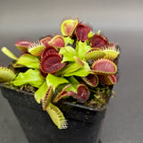 Venus Flytrap- Dionaea muscipula Cup Trap