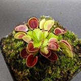 Venus Flytrap- Dionaea muscipula Cup Trap