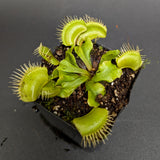 Venus Flytrap - Dionaea muscipula 'Big Mouth'