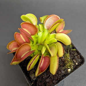 Venus Flytrap- Dionaea muscipula 'Microdent'