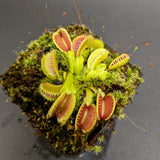 Venus Flytrap- Dionaea muscipula "WB4" (CK)