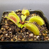 Venus Flytrap- Dionaea muscipula Mirror