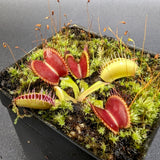 Venus Flytrap- Dionaea muscipula Mirror