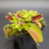 Venus Flytrap- Dionaea muscipula La Grosse à Guigui