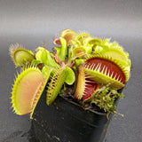 Venus Flytrap- Dionaea muscipula La Grosse à Guigui