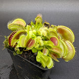 Venus Flytrap- Dionaea muscipula La Grosse à Guigui