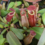 Nepenthes thorelii (d) x [(lowii x veitchii) x burbidgeae], CAR-0221