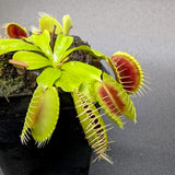 Venus Flytrap- Dionaea muscipula "H-52“ BCP