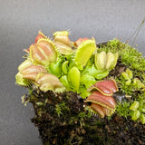 Venus Flytrap- Dionaea muscipula "Angel Wings"