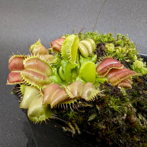 Venus Flytrap- Dionaea muscipula "Angel Wings"