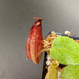 Nepenthes [(viking x ampullaria) x northiana] x platychila, CAR-0337